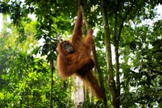 Orangutan in the jungle of the Gunung Leuser National Park at Bukit Lawang, Northern Sumatra, Indonesia.