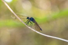 A grenadier dragon fly (Agrionoptera insignis) in the Mentawai Islands, Sumatra, Indonesia.