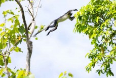 Thomas Leaf Monkey in the jungle of the Gunung Leuser National Park at Bukit Lawang, Northern Sumatra, Indonesia.