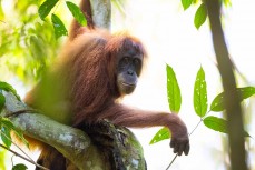 Orangutan in the jungle of the Gunung Leuser National Park at Bukit Lawang, Northern Sumatra, Indonesia.