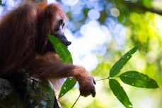 Orangutan in the jungle of the Gunung Leuser National Park at Bukit Lawang, Northern Sumatra, Indonesia.