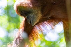 Orangutan in the jungle of the Gunung Leuser National Park at Bukit Lawang, Northern Sumatra, Indonesia.