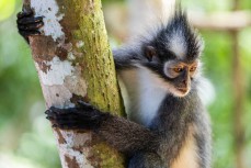 Thomas Leaf Monkey in the jungle of the Gunung Leuser National Park at Bukit Lawang, Northern Sumatra, Indonesia.