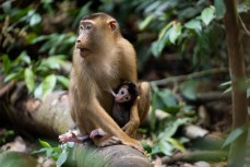 Pigtail macaque with infant in the jungle of the Gunung Leuser National Park at Bukit Lawang, Northern Sumatra, Indonesia.