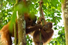 Orangutan in the jungle of the Gunung Leuser National Park at Bukit Lawang, Northern Sumatra, Indonesia.