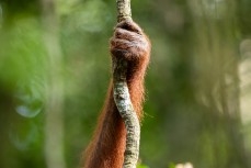 Orangutan in the jungle of the Gunung Leuser National Park at Bukit Lawang, Northern Sumatra, Indonesia.