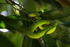 Green viper in the jungle of the Leuser National Park at Bukit Lawang, Northern Sumatra, Indonesia.