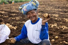Potato farmer at Kuta Rakyat, Karo Regency, Northern Sumatra, Indonesia.