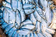 Fish for sale at a local market in Bukit Lawang, Northern Sumatra, Indonesia.