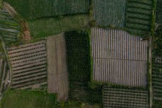 Farmland at the foot of Mount Sinabung (2460m) – an active stratovolcano consisting of andesite and dacite in the Karo plateau of Karo Regency, North Sumatra, Indonesia, 40 kilometres from Lake Toba. Many old lava flows are on its flanks and the last kno
