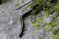 Centipede at Taman Simalem in the Merek Hills, Lake Toba, Northern Sumatra, Indonesia.