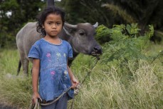 Natalia Habehaan (7) walks her buffalo near Sibeabea, Lake Toba, Northern Sumatra, Indonesia.