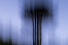 Abstract image of a tree in St Clair during a  winter dusk, Dunedin, New Zealand.Photo: Derek Morrison