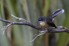 Fantail (piwakawaka) at a remote beachbreak near Dunedin, New Zealand.Photo: Derek Morrison