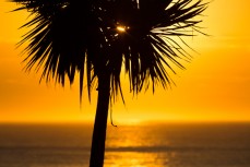 A cabbage tree sparkles with sunlight at St Clair Beach, Dunedin, New Zealand. 